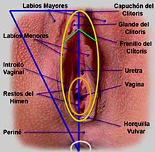 cirugía vulvo-genital láser